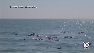 South Florida boat captain helps save vultures stranded over Gulf of Mexico