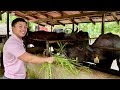 KUMITA ng MALAKI sa BACKYARD KALABAW FARMING - Kayang mag PRODUCE ng 1st CLASS na GATAS!