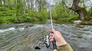 Wild TROUT Fishing with Inline Spinners (creek fishing)
