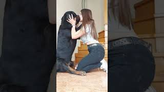 The best couple So much love❤️ #Shorts #rottweiler #dogs