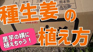 【生姜栽培】生姜の植え付け、里芋とのコンパニオンプランツ【髭サン農家】