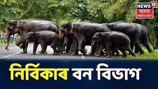 আকৌ Numaligarhত হাতী মানুহৰ সন্ত্ৰাস, নিৰ্বিকাৰ বন বিভাগ