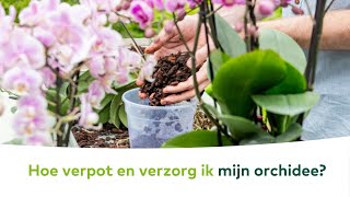 KAMERPLANTEN - Hoe verpot en verzorg ik mijn orchidee?