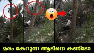 ഇവർ മരത്തിൽ കയറിയത് എന്തിനാണാവോ ? ഇത്രയും സിംപിളാണോ മരത്തിൽ കയറുന്നത്