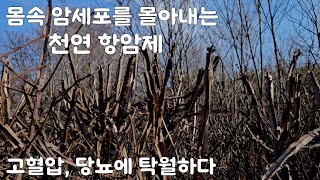 천연 항암제이며~ 혈압, 혈당을 내리는 효과가 현저하고/ 심장이 튼튼해진다