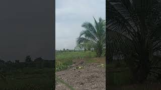 Poin perdana pikat ajaran #shortvideo #memikattekukur #pikattekukur #birds #kicaumania