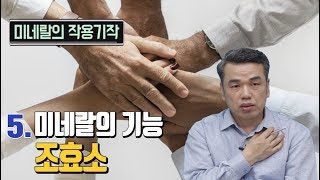 최낙언TV_미네랄의 작용기작_5. 미네랄의 기능-조효소