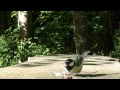Beautiful Birds Coming and Going in Slow Motion