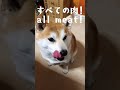 肉を食らう柴犬 shiba inu eating meat