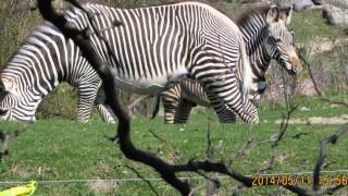 第十二日多倫多動物園