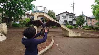 ハリスホーク Harris Hawk  ハリスホークのトレーニング(空飛ぶ犬 賢いハリスホーク)