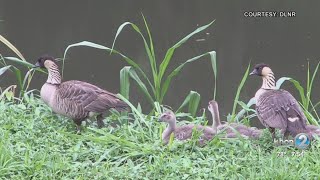 Aloha Authentic: Nēnē, the state bird