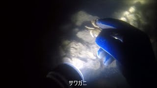 琵琶湖で素潜り2022年3月9日