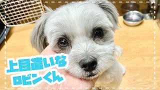 【WaNファミリー】上目遣いなロビンくん 動物専門学校トリマー 動物看護師　アクアリウム 動物のお仕事