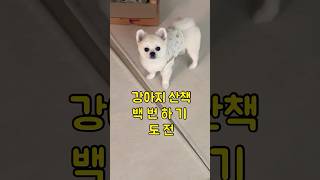 깔끔하게 ~ 실패! #funny #귀여운강아지 #강아지