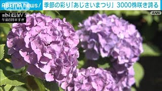 「あじさいまつり」20種類・3000株が既に満開　東京・文京区(2024年6月8日)