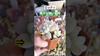 【多肉植物】凍傷で傷んでいるのか？紅葉か？分からない😭 #ベランダ多肉 #ロッティ #succulent #shorts