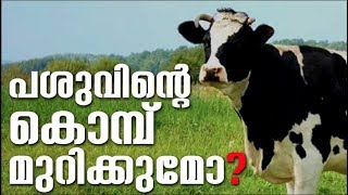 പശുക്കൾക്ക് വേണ്ടി സ്വിറ്റ്‌സർലണ്ടിൽ ഹിതപരിശോധന | MJ TV News