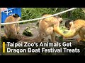 Taipei Zoo's Animals Get Frozen Dragon Boat Festival Treats | TaiwanPlus News