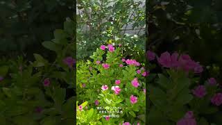 【HD動画】2024年9月7日夏の花が咲いています。 #flowers #garden #癒し#自然 #naturelovers #薔薇は美しく散る #ばらの花 #rosegarden