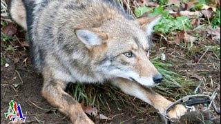 Серый друг – часть 1. Внезапно волк вздрогнул, глухо застонал и посмотрел прямо на Славика