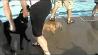 Pooch Plunge 1