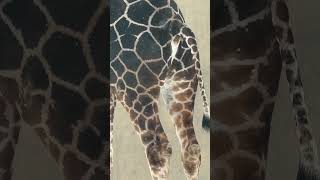 う○ちするアミメキリン　冬の旭山動物園 / Reticulated Giraffe in Asahiyama Zoo.