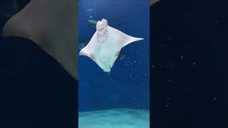 【短影片】桃園室內水族館Xpark｜避暑好去處！