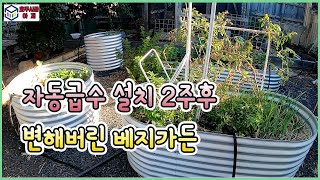 자동급수 설치 2주후 변해버린 베지가든