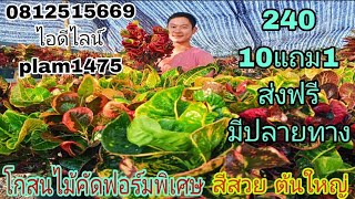 โกสนไม้มงคล สั่งซื้อโทร0812515669ไม้สวยต้นใหญ่ สีแจ่มๆราคาเบาๆมาพร้อมโปรโมชั่นของแถม ส่งฟรีมีปลายทาง