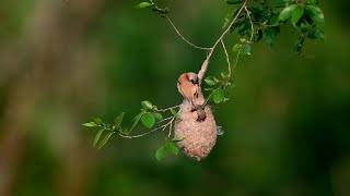 Nest and brood of Chinese penduline tit 中华攀雀筑巢孵卵带娃  Remiz consobrinus  ｜There are  no birds in China