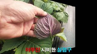 깻잎 농사 잘 짓는 방법은 무엇일까요?!