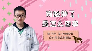 狗臉腫了是怎么回事