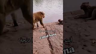 پستولی نے چوری نہیں کی #zahidalirana #pastoli #monkey #youtubeshorts #shortvideo #pets #cute #anim