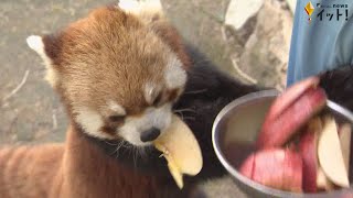 いしかわ動物園のアイドル 総選挙2連覇中『レッサーパンダ』（いしかわ生き物図鑑 #1）