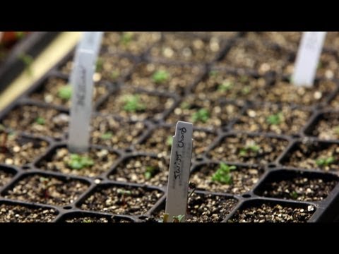 How To Start Seeds Indoors - YouTube