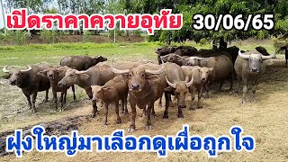 เปิดราคาควายอุทัย ควายฝุงใหญ่เปิดให้เลือก0932867396ลุงน้อย บ้านหนองน้ำใส พลวงสองนาง สว่างอารมณ์