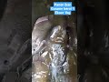 Panen Ikan Gurami berat 1 ekor 1kg #shortvideo #shorts #viralshorts