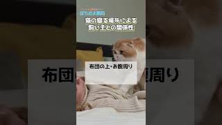 【信頼度チェック】猫の寝る場所の意味をあなたはいくつ知っていますか？#shorts #猫 #ねこのきもち #猫あるある