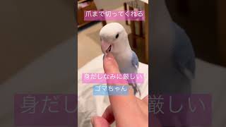 ママの爪がきになるゴマちゃん😭😭😭