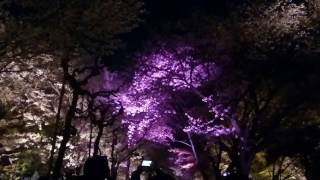 二条城桜まつり2017清流園