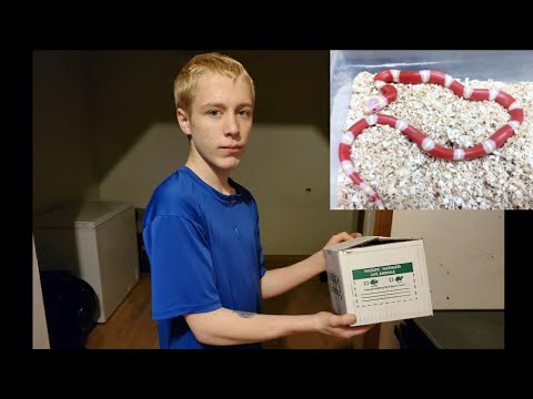 My Snake Was FEATURED In Brian Barczyk's VLOG!! (BHB Reptiles UNBOXING ...