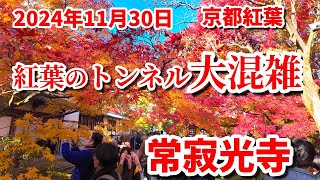 【秋の京都紅葉巡り🍁】2024年11月30日 「見頃の常寂光寺」外国人観光客も訪れる人気スポット🧡  kyoto japan