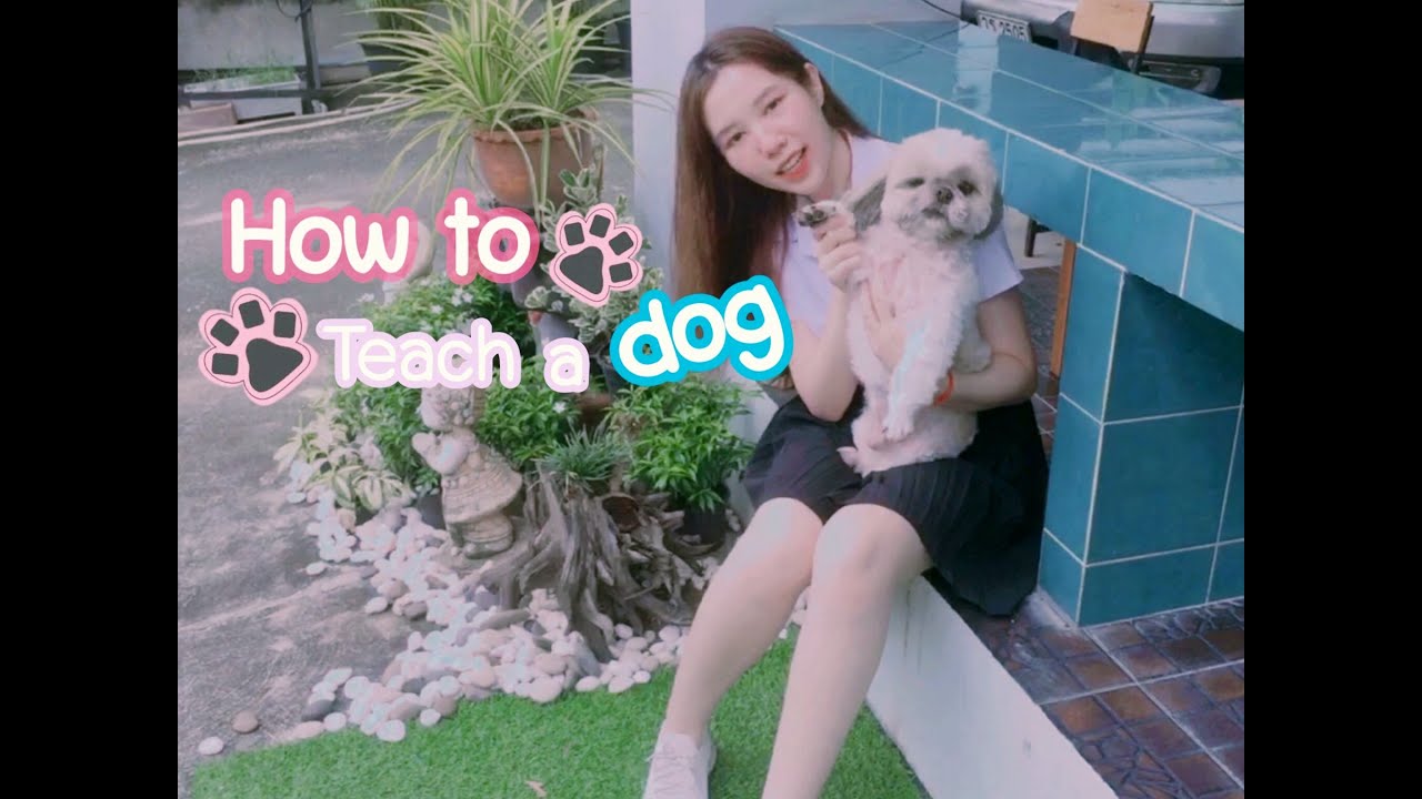 How To Teach A Dog - YouTube