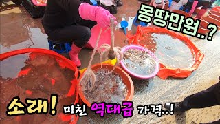 소래포구 난전 어시장 자연산 안주가 한가득!진짜 역대급 가격!몽땅 만원 수산시장 같이 가시죠!Korean fish market channel.