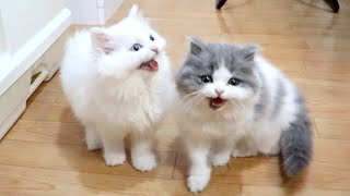 おやつをおねだりする子猫の鳴き声がかわいい