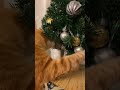 fat cat and christmas tree 胖橘貓想破壞聖誕樹🎄