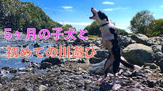 5ヶ月の子犬と初めての川遊び★ボーダーコリーのナナ★