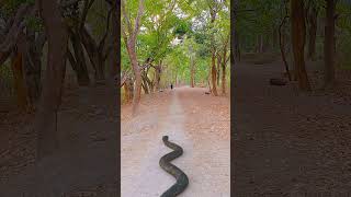 Anaconda Snake Chasing Boy #Snake #Python #Nagin #Bigsnake #Anaconda #Anacondasnake #Shorts