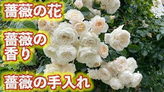 Flower536ガーデン🌸薔薇たちの開花と花後剪定と百合の開花　その他の花々